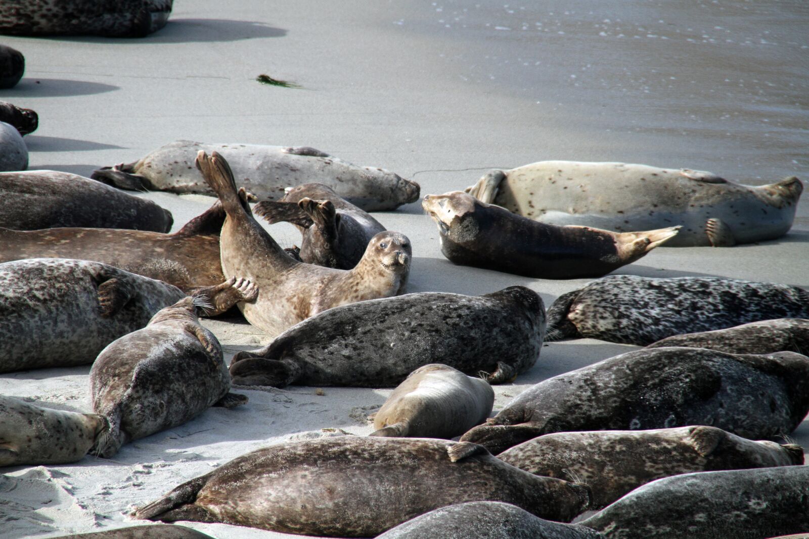 Canon EOS 7D sample photo. Sea lions, san diego photography