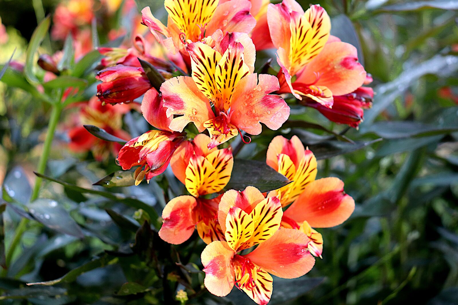 Canon EOS 800D (EOS Rebel T7i / EOS Kiss X9i) sample photo. Freesia, flowers, plants yellow photography