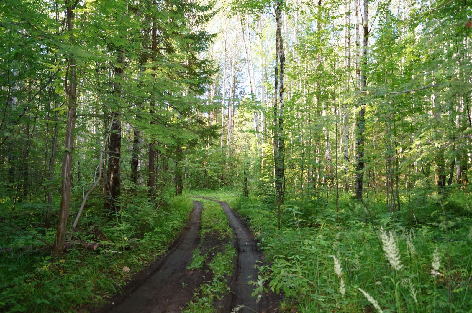 Sony SLT-A57 sample photo. Forest, trees, silence photography