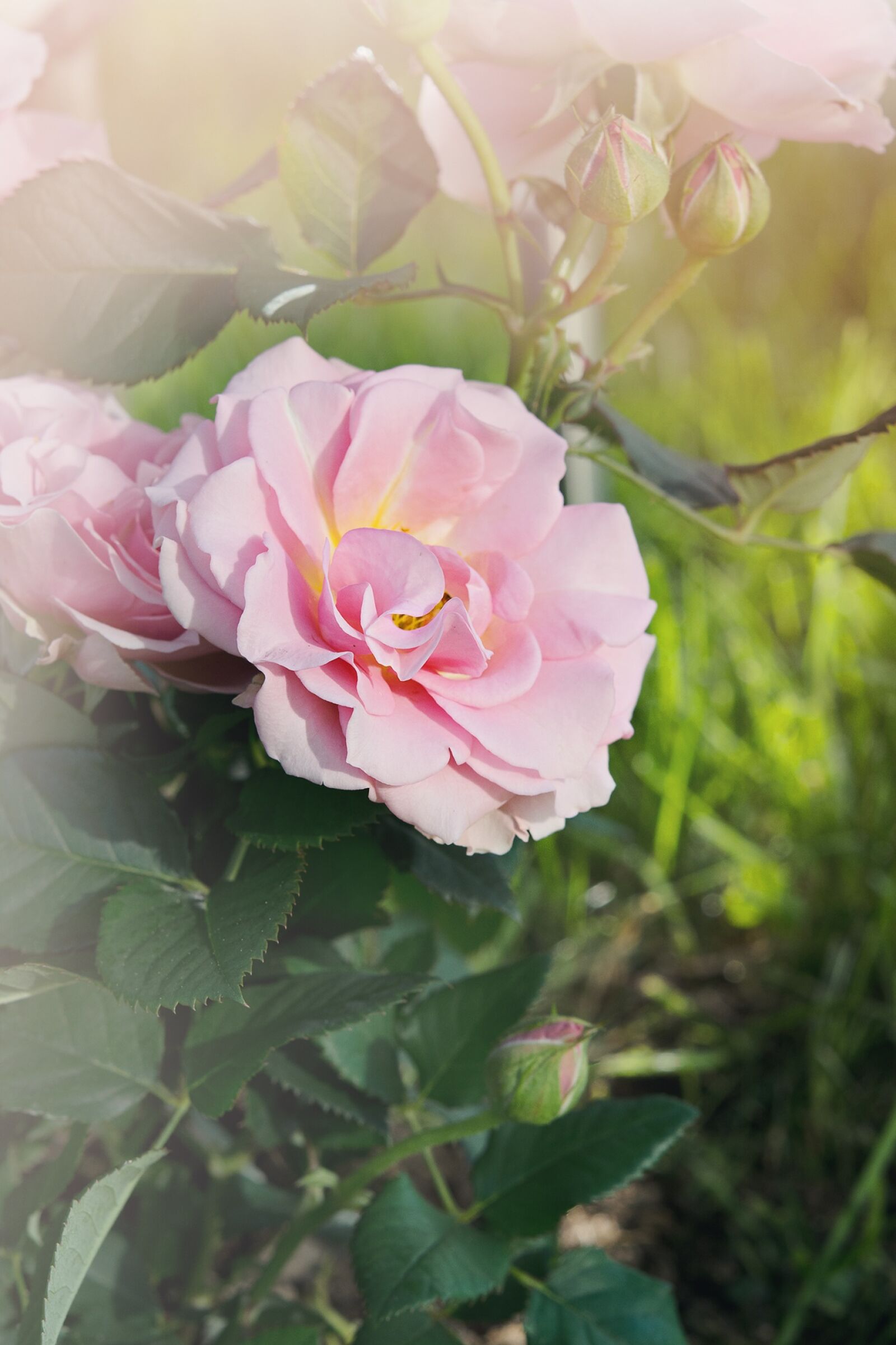 Nikon D7100 sample photo. Rose, pink, pink rose photography