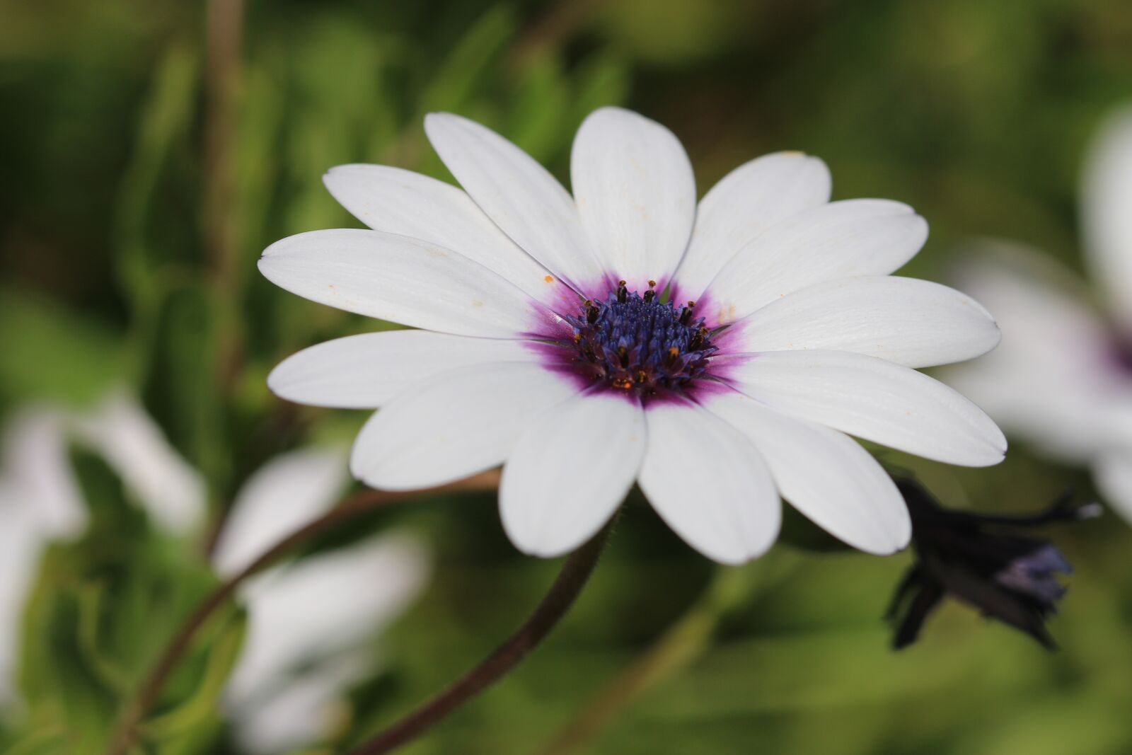 Canon EOS 70D + Canon EF 100mm F2.8 Macro USM sample photo. Daisy, white, flower photography