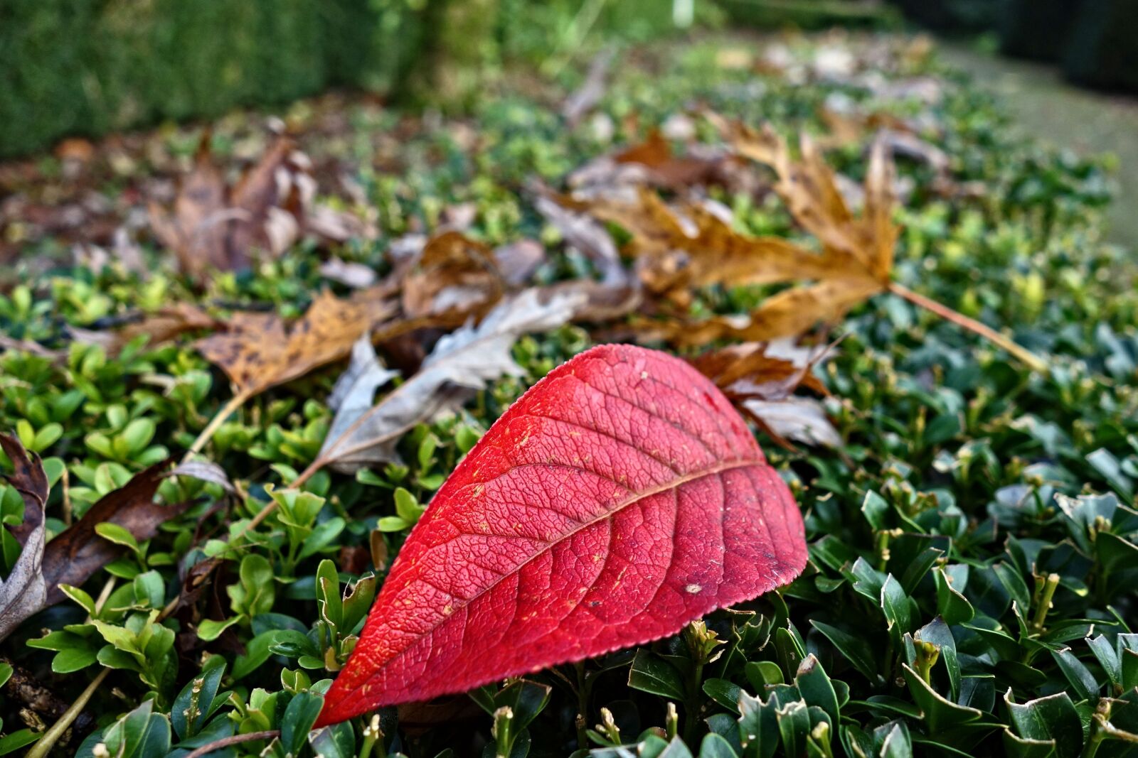 Sony Cyber-shot DSC-RX100 sample photo. Autumn leaf, fallen leaf photography