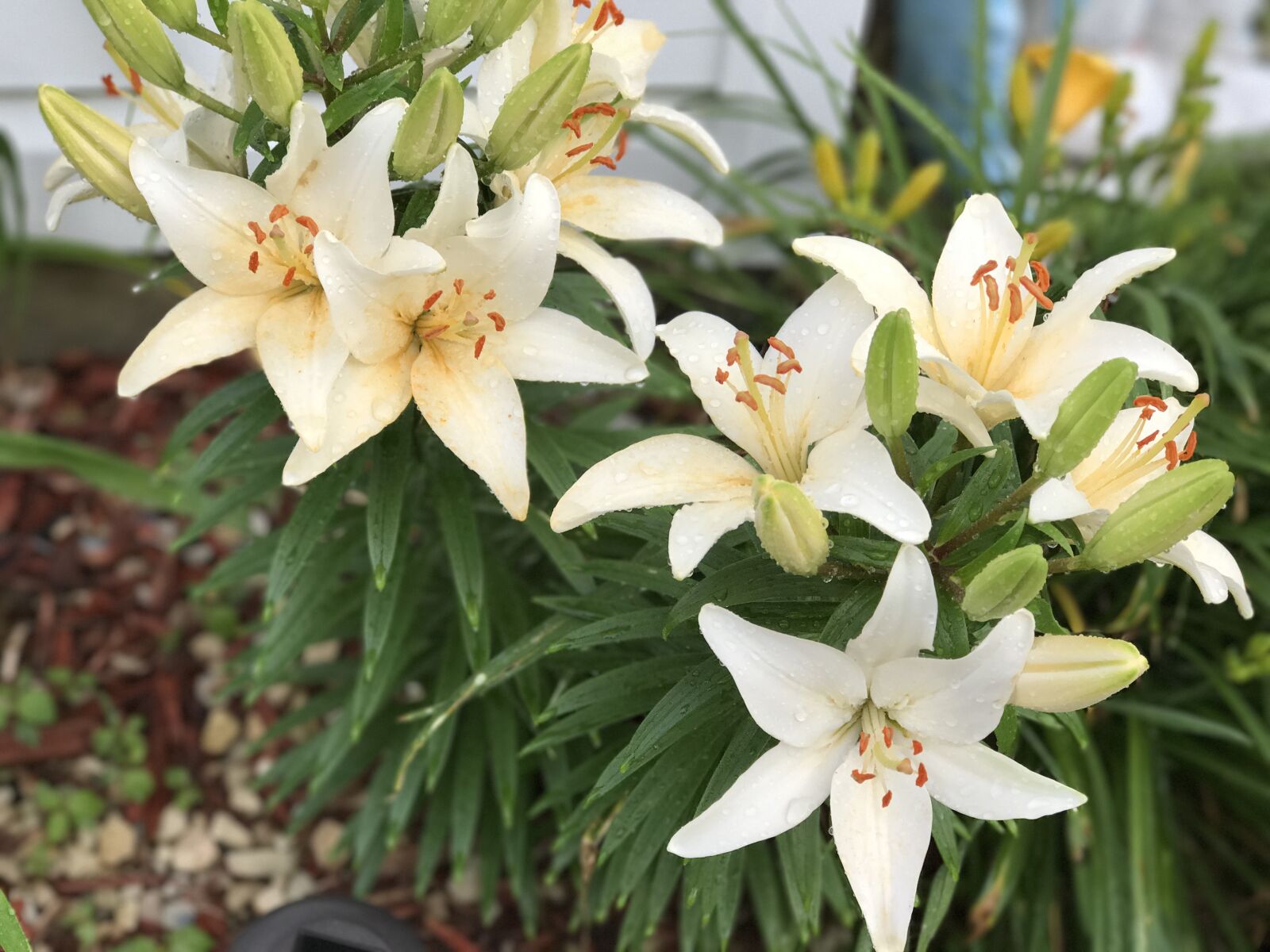 iPhone 7 Plus back dual camera 6.6mm f/2.8 sample photo. Tiger lily, flowers, nature photography
