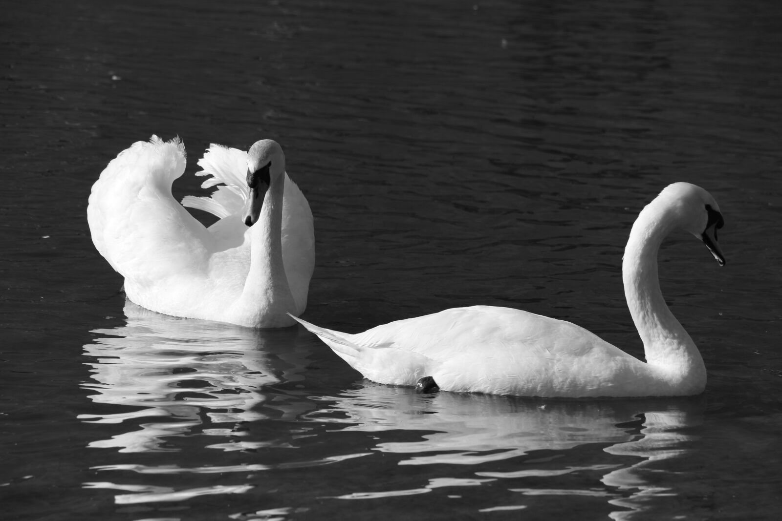 Canon EOS 700D (EOS Rebel T5i / EOS Kiss X7i) sample photo. Bird, water, birds photography