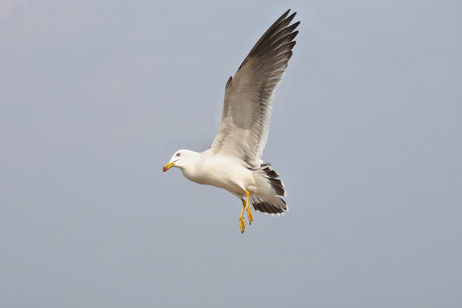 Nikon 1 Nikkor VR 30-110mm F3.8-5.6 sample photo. Animal, sea gull, seagull photography