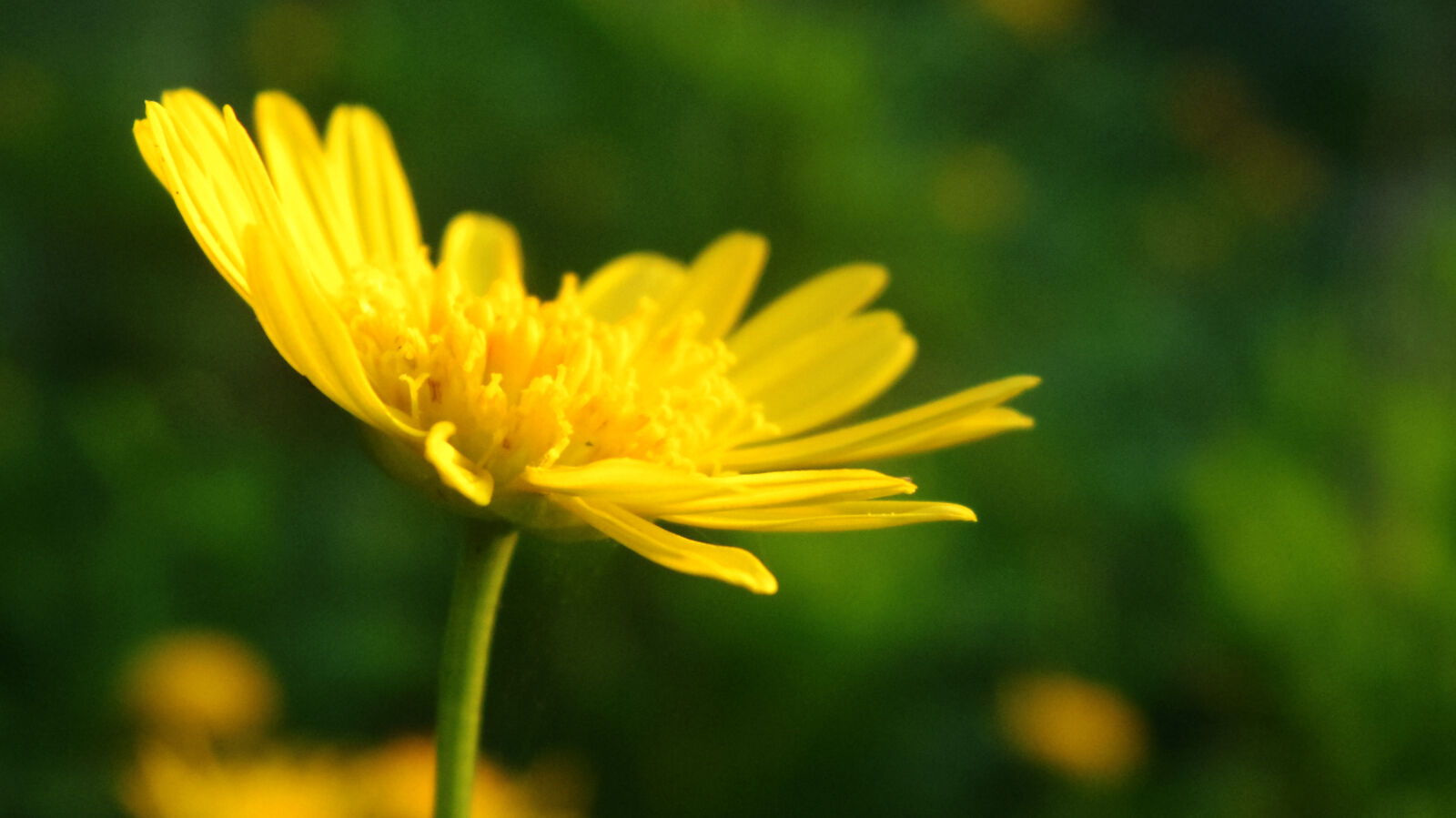 Pentax Q10 sample photo. Flower photography