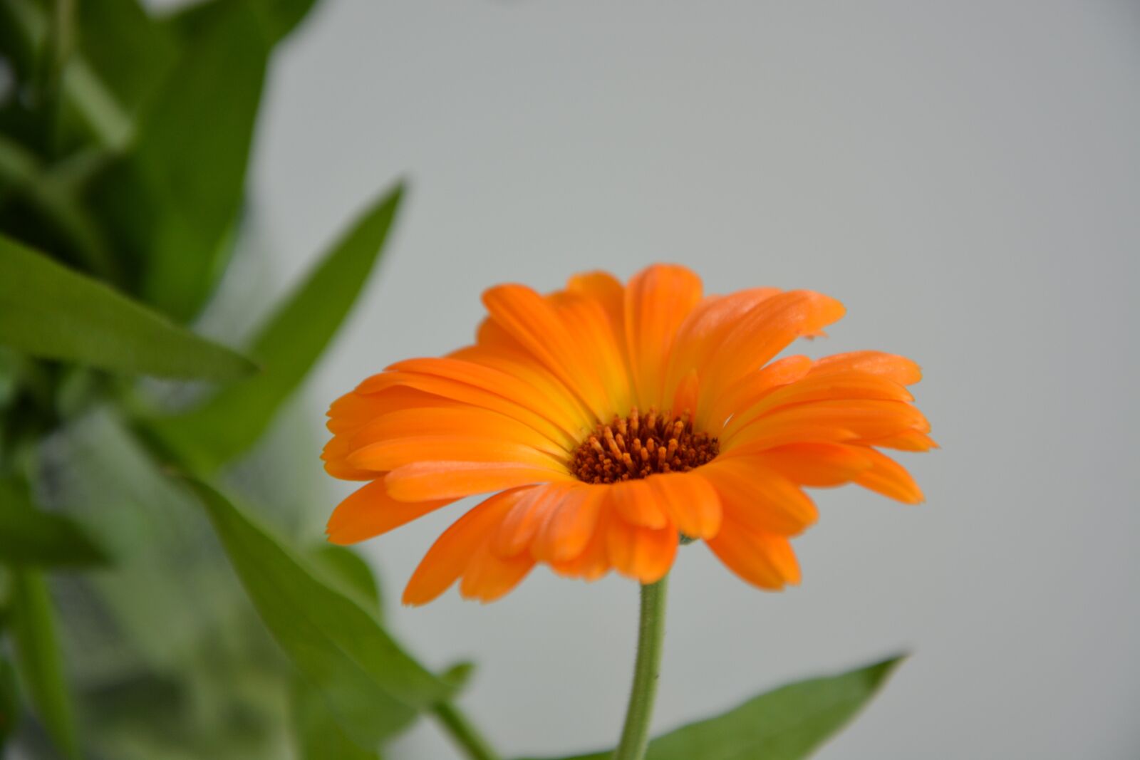 Nikon D5200 sample photo. Flower, plant, flowers photography