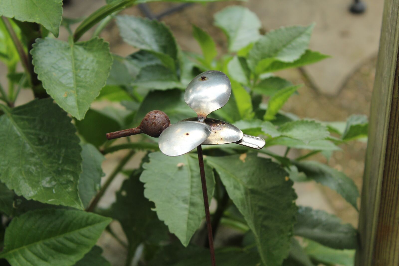 Canon EOS 600D (Rebel EOS T3i / EOS Kiss X5) sample photo. Garden, art, hummingbird photography