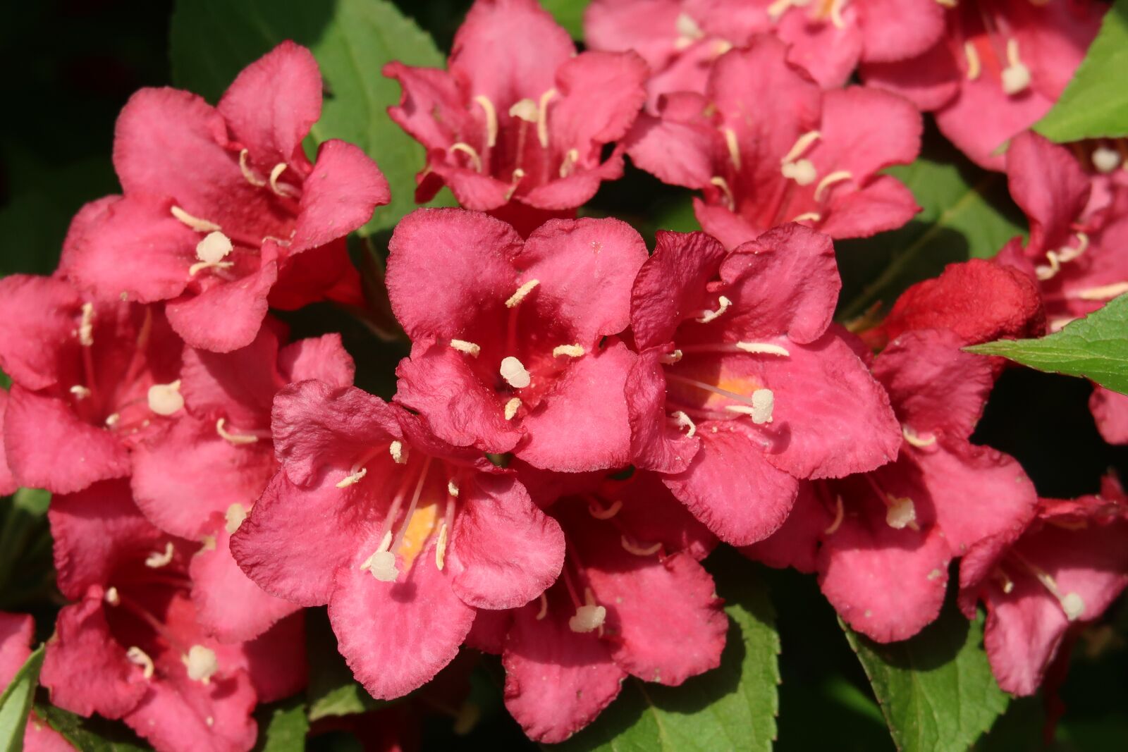 Canon PowerShot G7 X Mark II sample photo. Weigela, flowers, garden photography