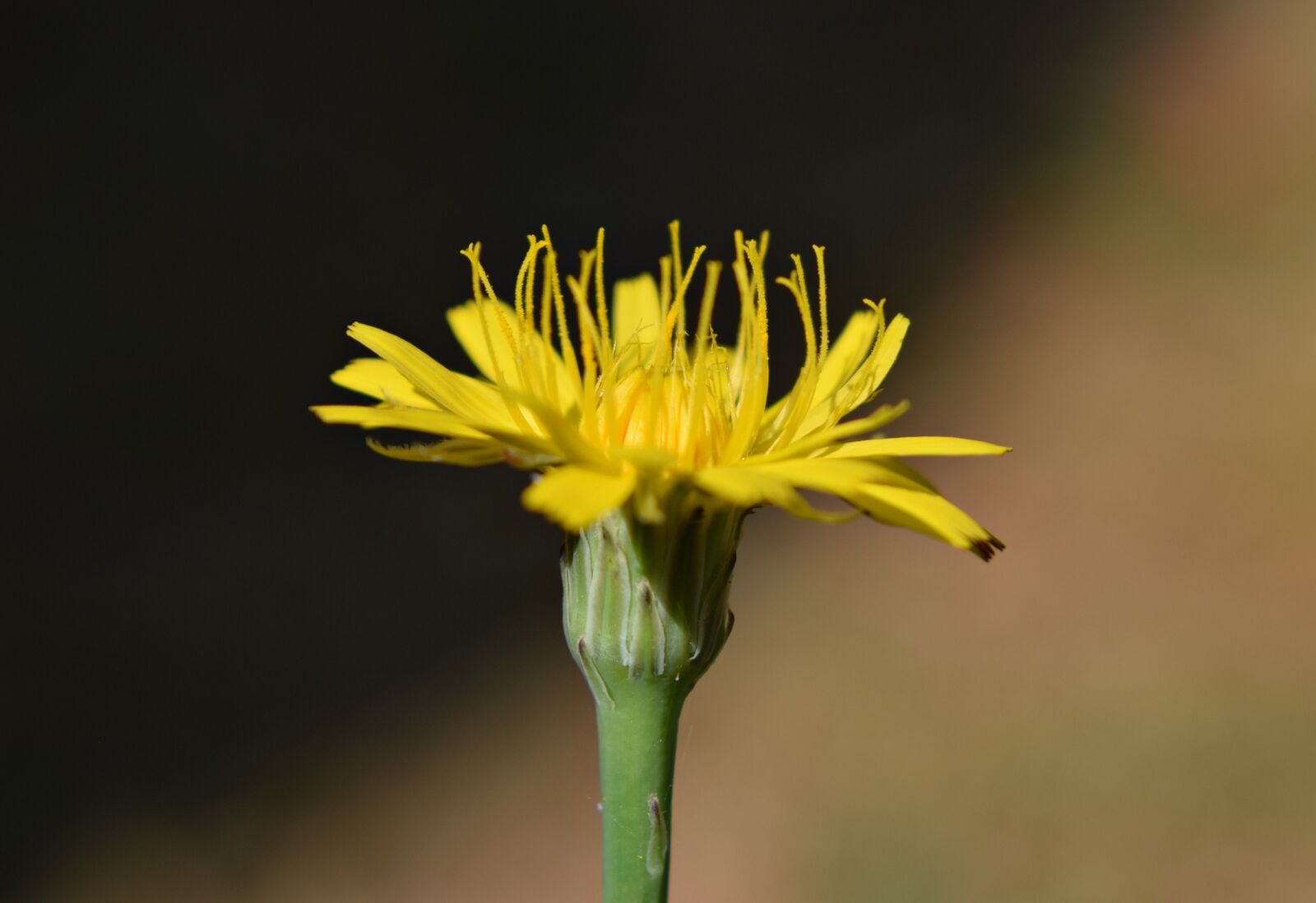 Nikon D3300 sample photo. Flower, blossom, bloom photography