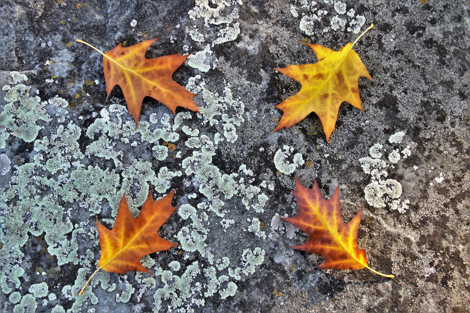 Canon EOS 80D sample photo. Foliage, stone, autumn photography