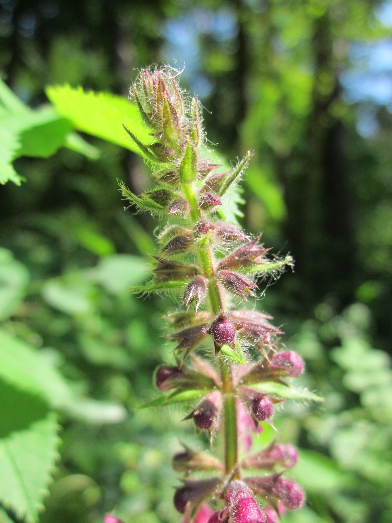 Canon PowerShot A1200 sample photo. Stachys sylvatica, hedge woundwort photography