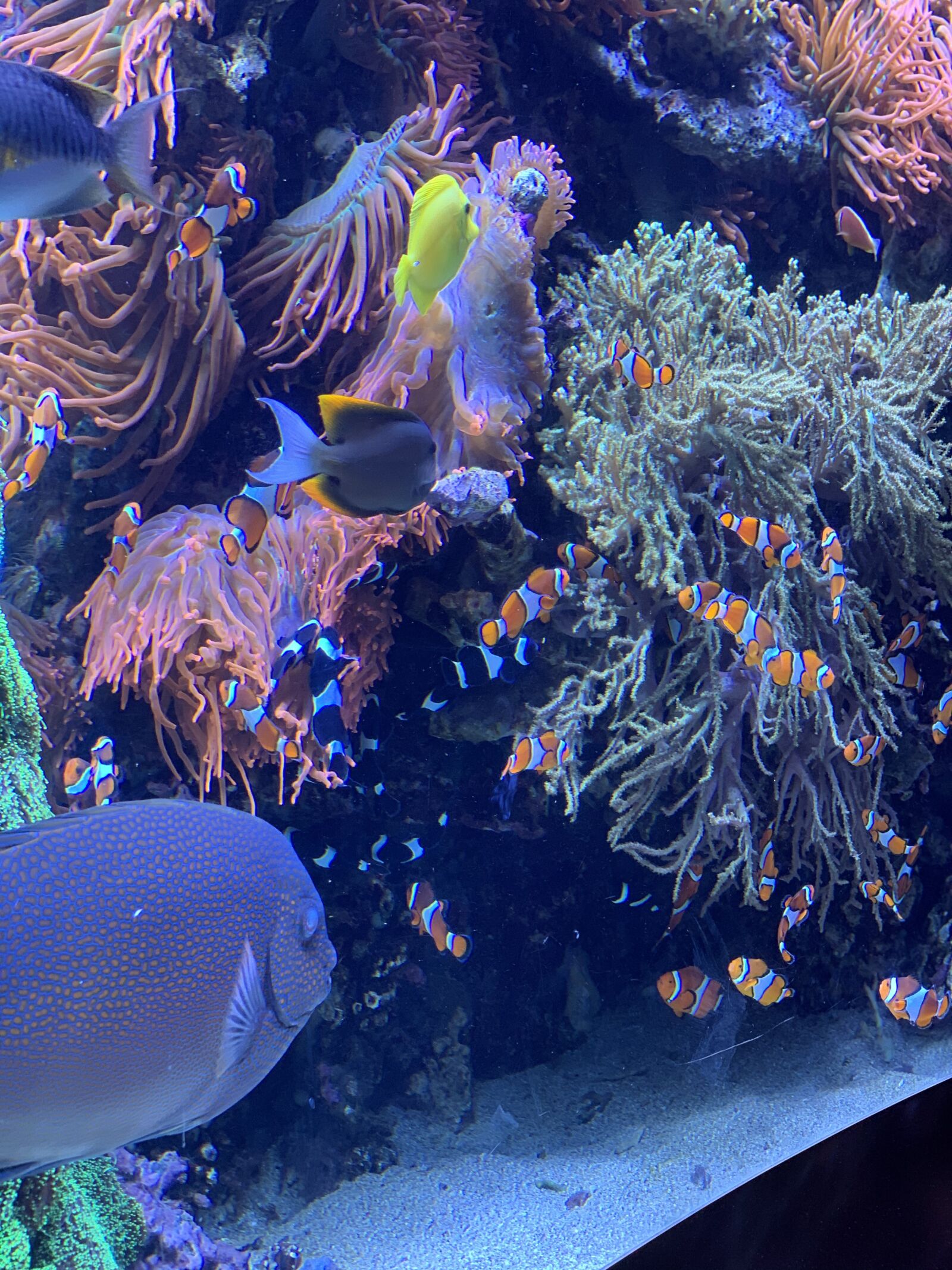 Apple iPhone XS Max sample photo. Aquarium, fish tank, aquatic photography