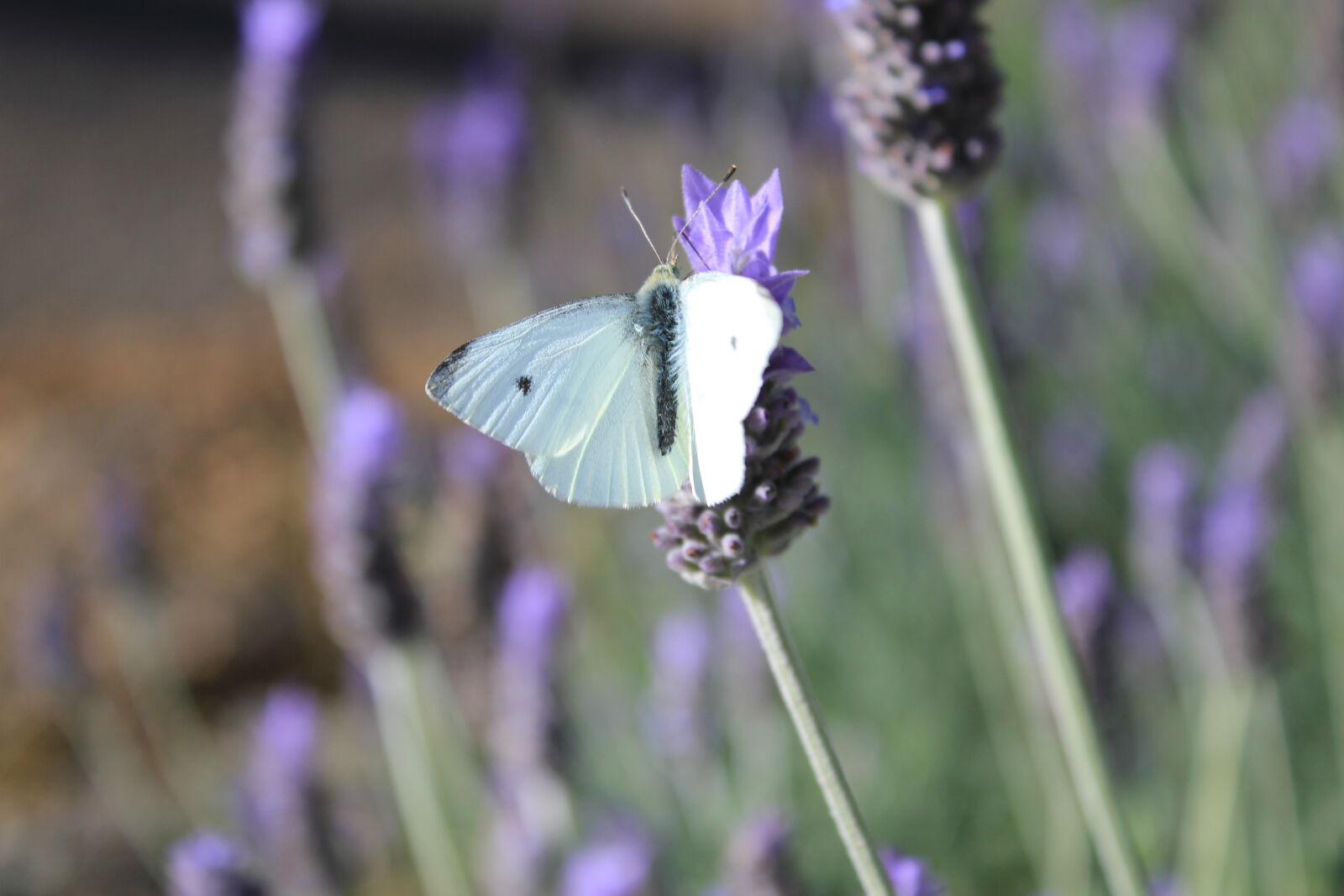 Canon EF-S 18-55mm F3.5-5.6 IS sample photo. Blurred, background, butterfly, garden photography