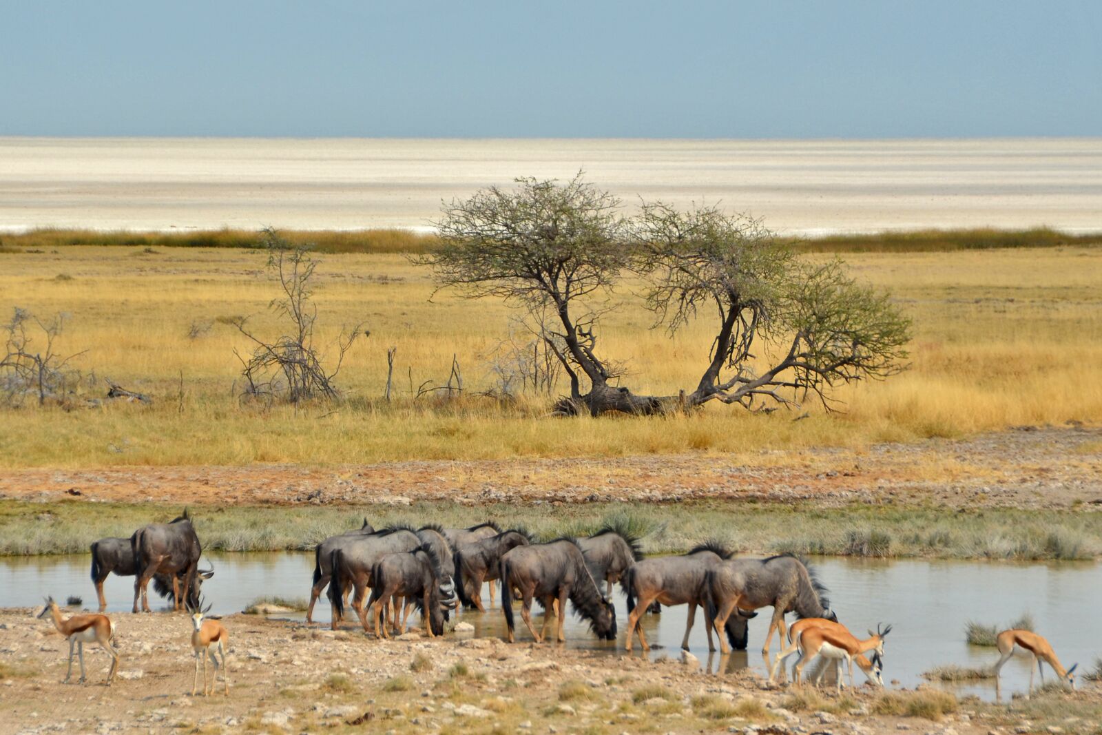 Nikon D5100 sample photo. Namibia, desert, ethosa photography