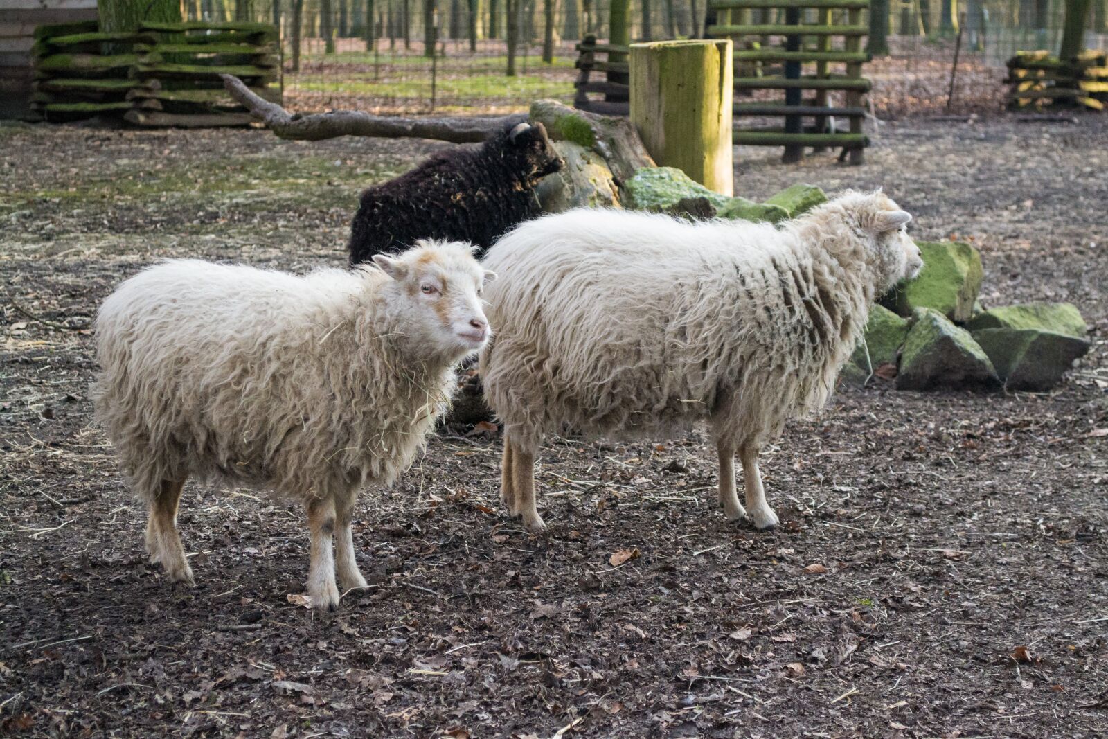 Nikon D3100 sample photo. Farm, sheep, agriculture photography