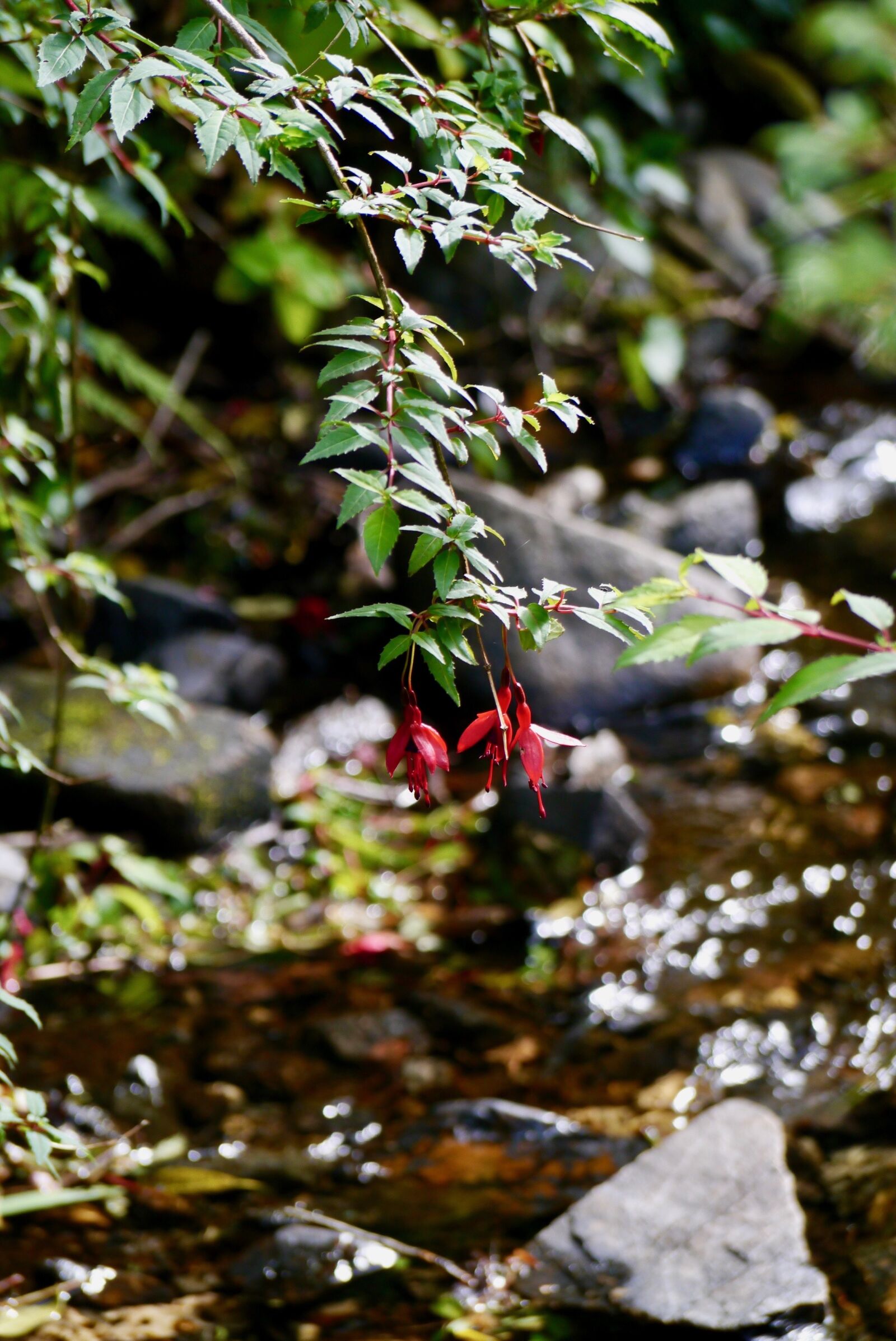 Panasonic Lumix DMC-G3 sample photo. Flower, fuchsia, red photography