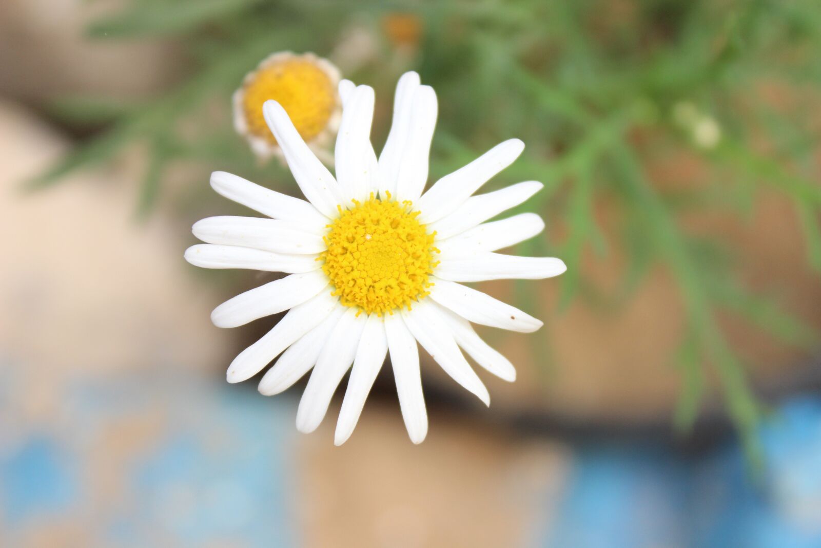 Canon EOS 600D (Rebel EOS T3i / EOS Kiss X5) sample photo. Flower, nature, plant photography