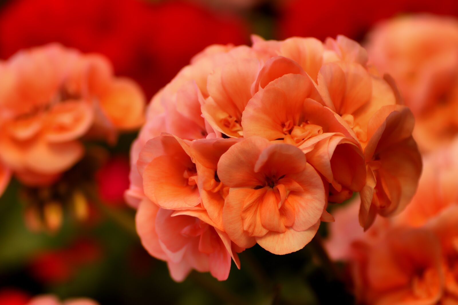 Tamron SP 90mm F2.8 Di VC USD 1:1 Macro sample photo. Geranium, flower, summer photography