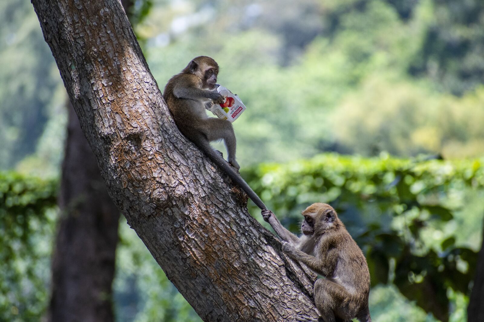 Nikon D7500 sample photo. Tree, monkeys, animal photography