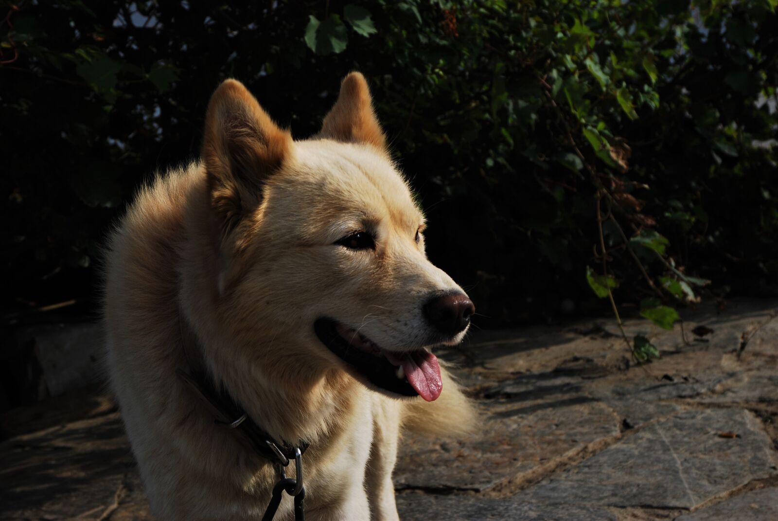 Nikon D80 sample photo. Dog, cute, animal photography