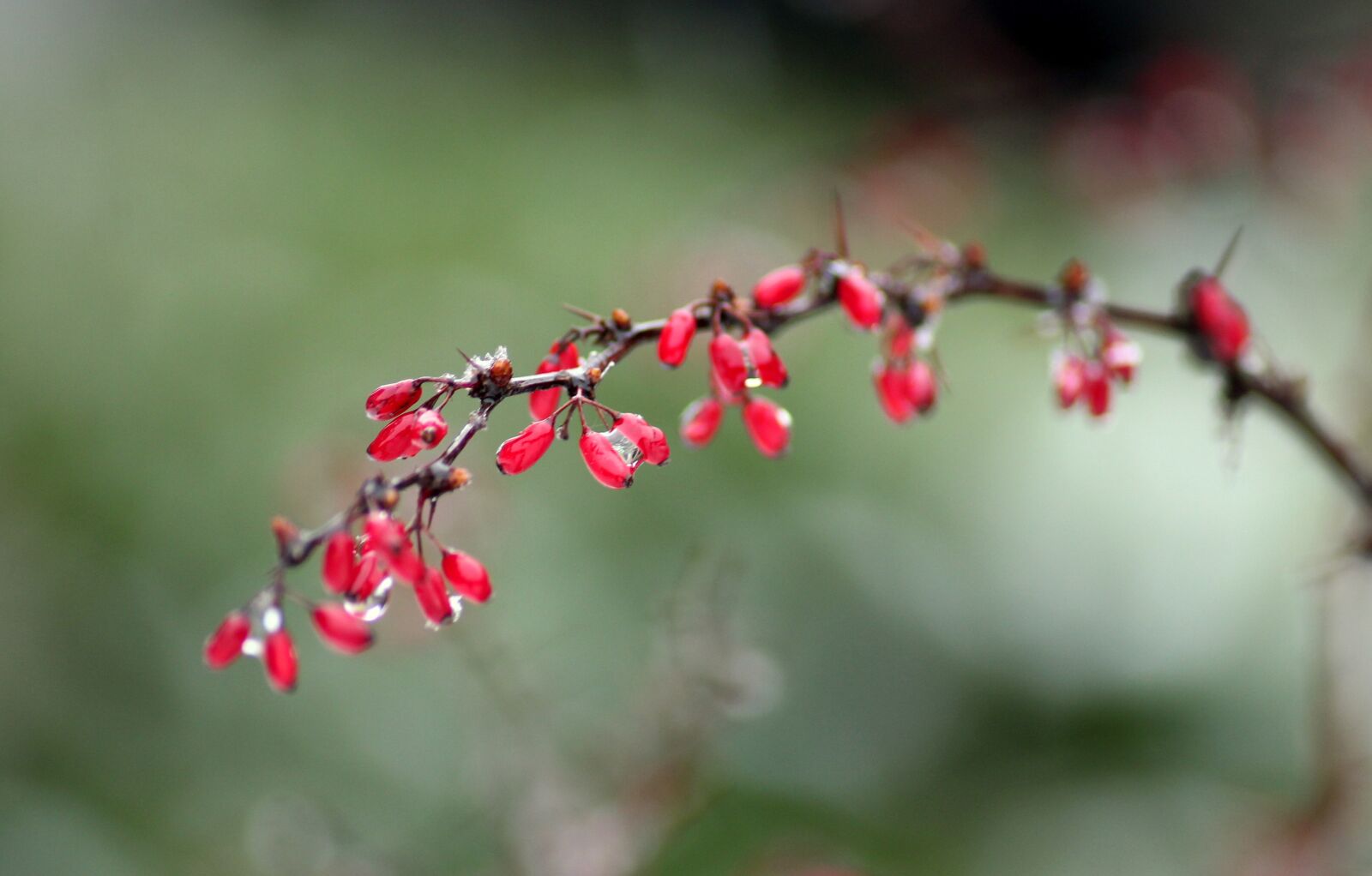 Canon EOS 1200D (EOS Rebel T5 / EOS Kiss X70 / EOS Hi) sample photo. Sprig, barberry, red photography