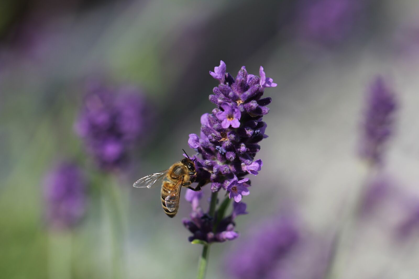 Canon EOS 60D + Canon EF 100mm F2.8L Macro IS USM sample photo. Lavender, bee, nature photography