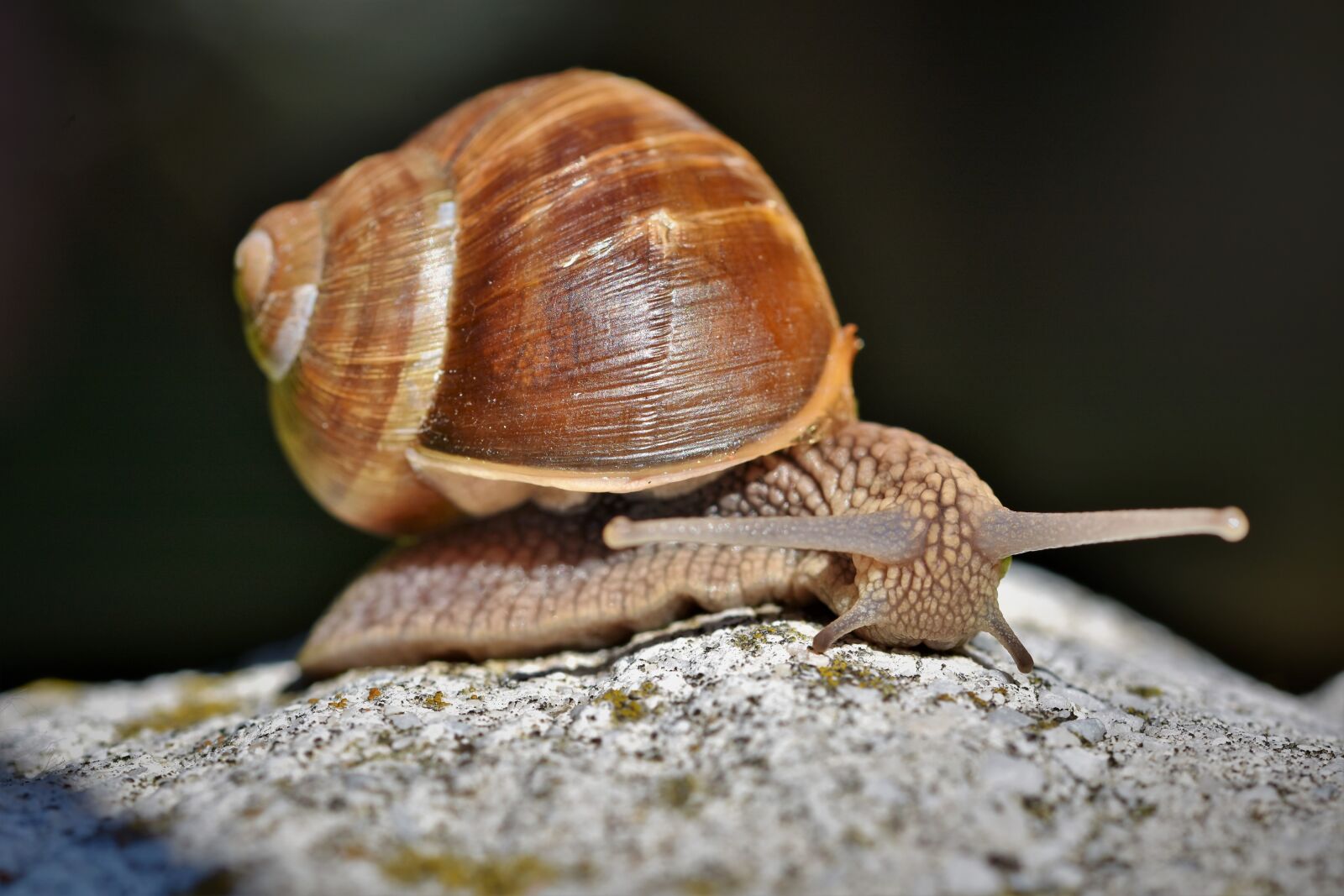 Nikon D7200 sample photo. Snail, shell, mollusk photography