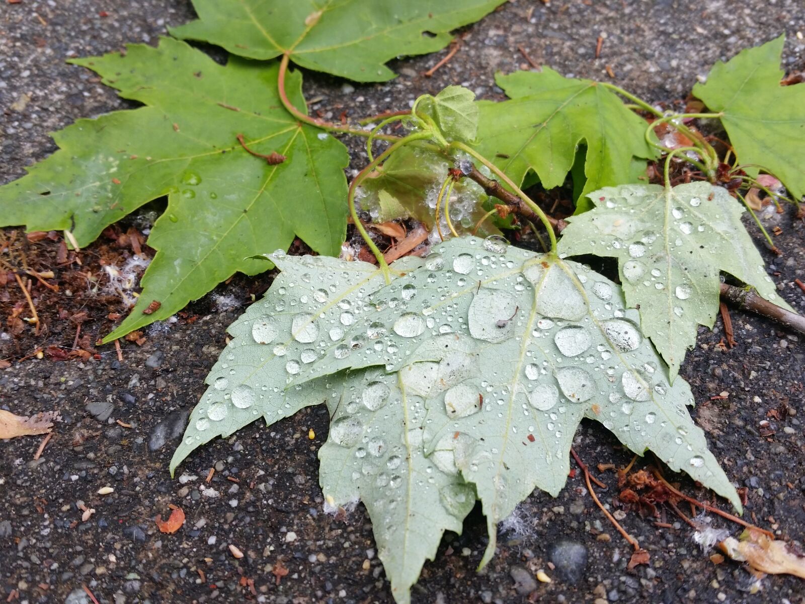Samsung Galaxy S5 sample photo. Leaves, dew, green plants photography