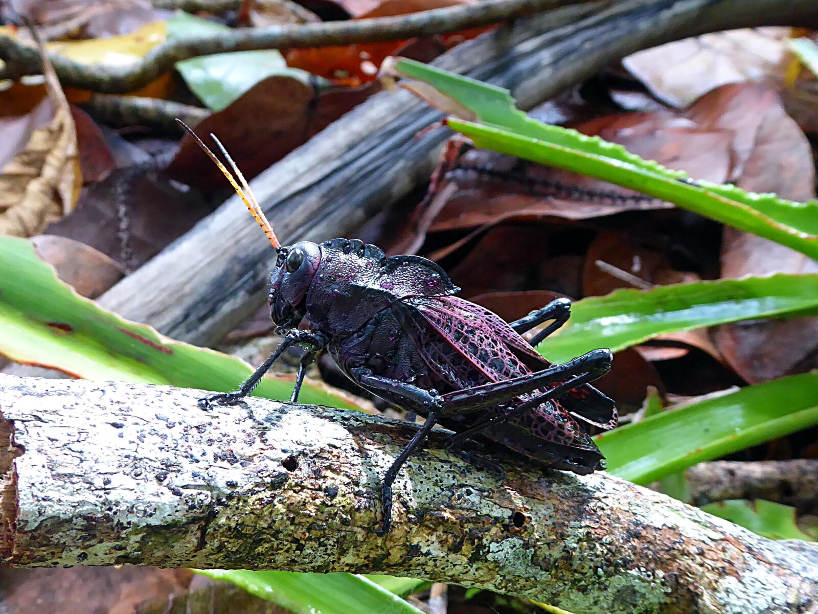 Panasonic Lumix DMC-ZS50 (Lumix DMC-TZ70) sample photo. Insect, grasshopper, black photography