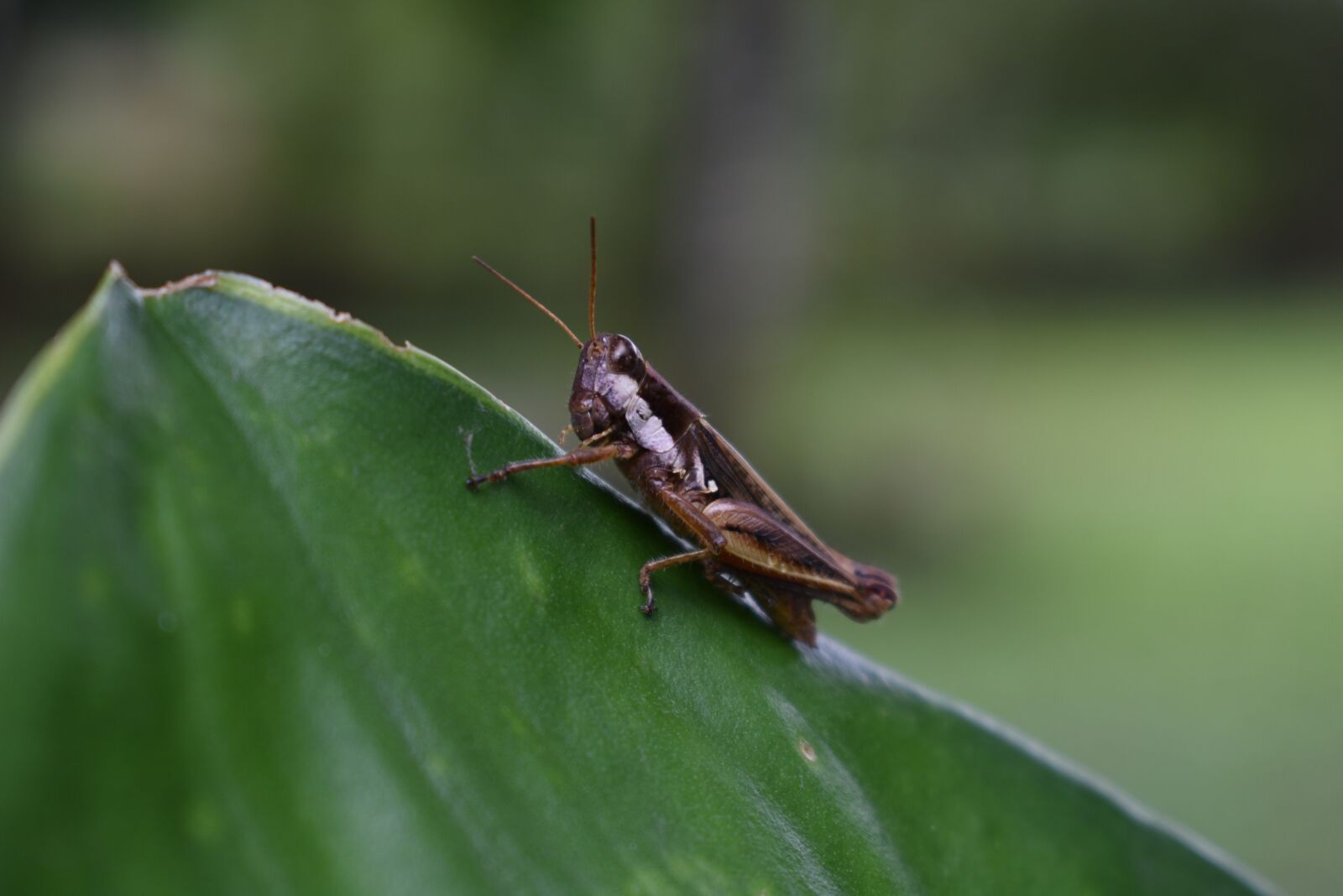 Nikon D3400 sample photo. Nature, insect, grillo photography