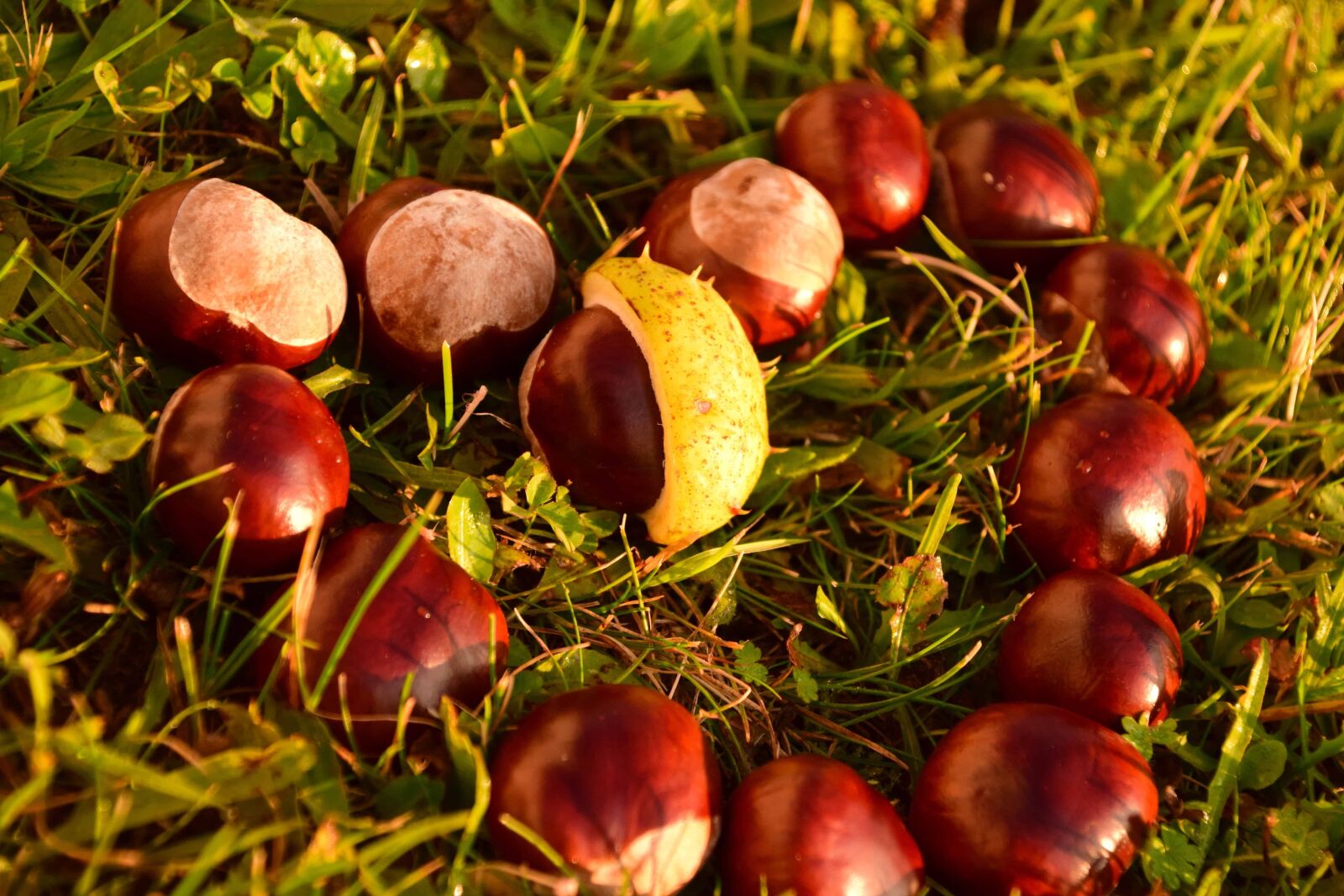Nikon D3300 sample photo. Nature, leaf, tree, chestnut photography