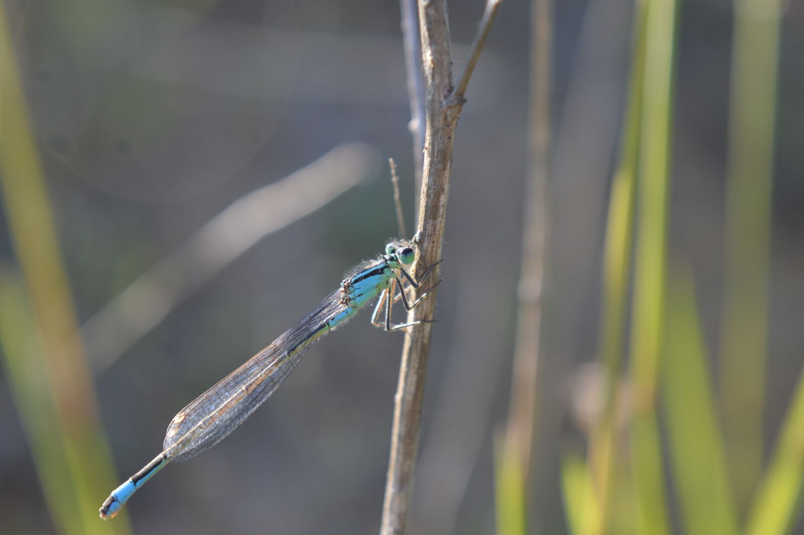 Nikon D3200 sample photo. Water, blue, insect photography