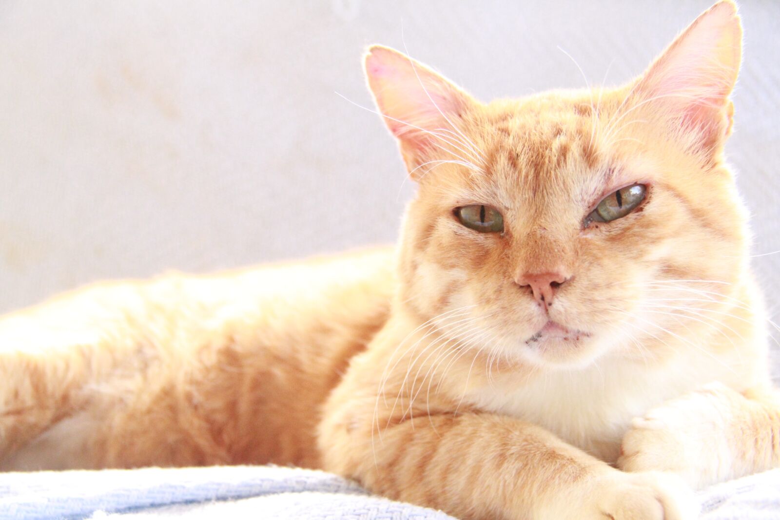 Canon EOS 7D sample photo. Cat, yellow cat, kitten photography