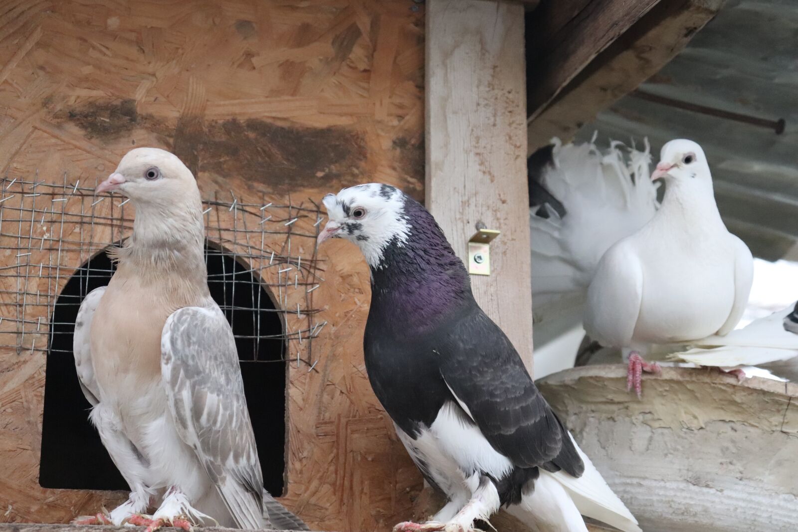 Canon EF-S 18-55mm F4-5.6 IS STM sample photo. Pigeon, poultry, bird photography
