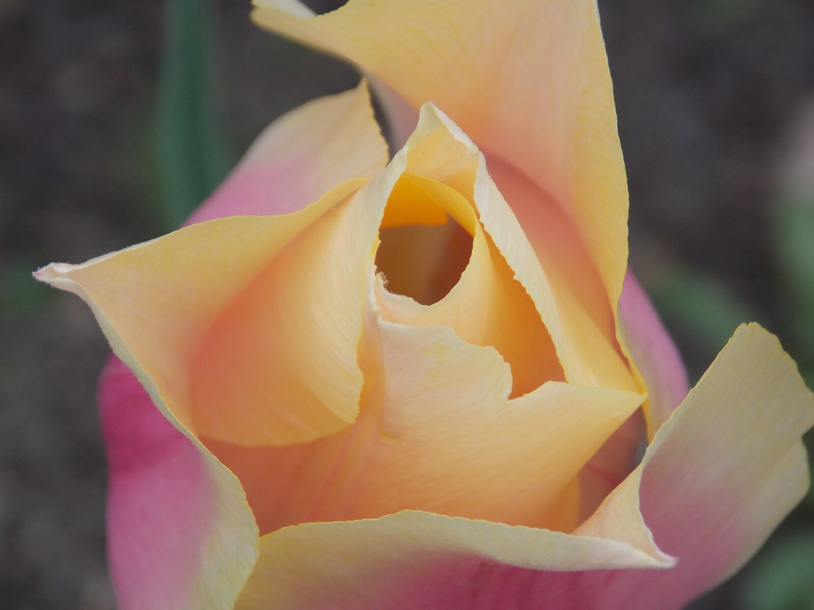Nikon Coolpix L810 sample photo. Tulpenbluete, blossom, bloom photography