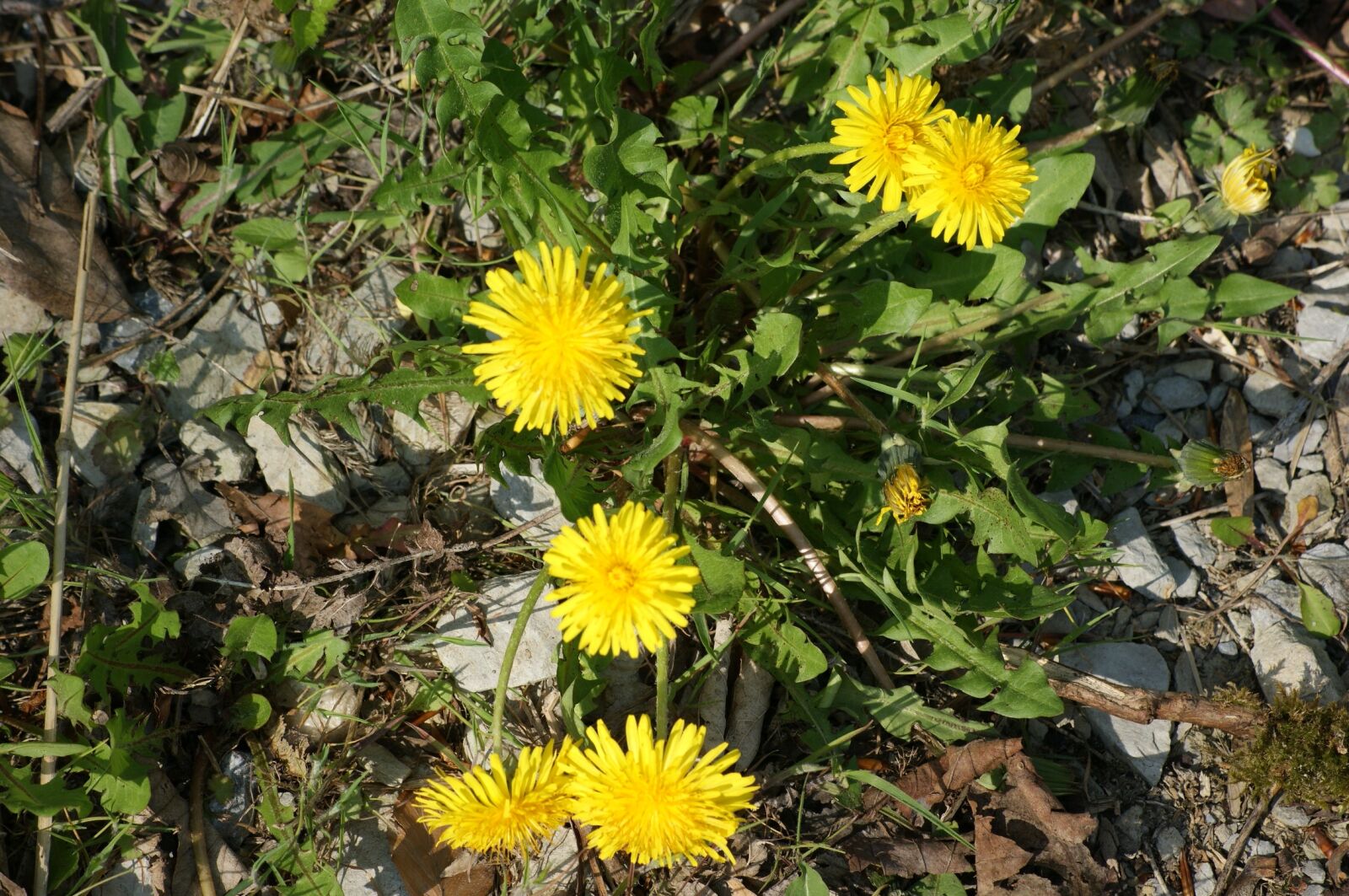 Sony Alpha DSLR-A350 sample photo. Dandelion, wild plant, yellow photography