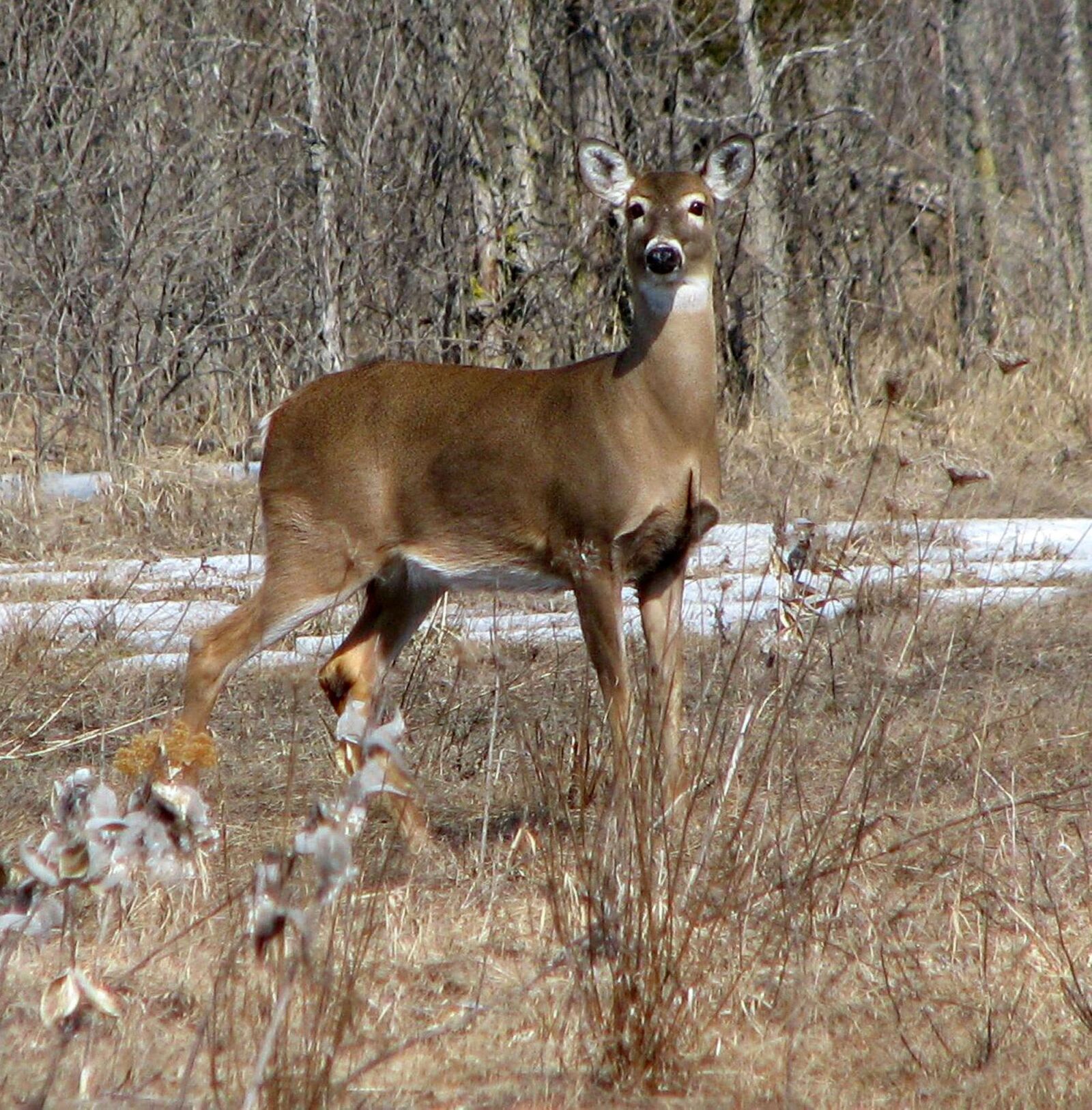 Canon POWERSHOT S5 IS sample photo. White-tailed deer, virginia deer photography