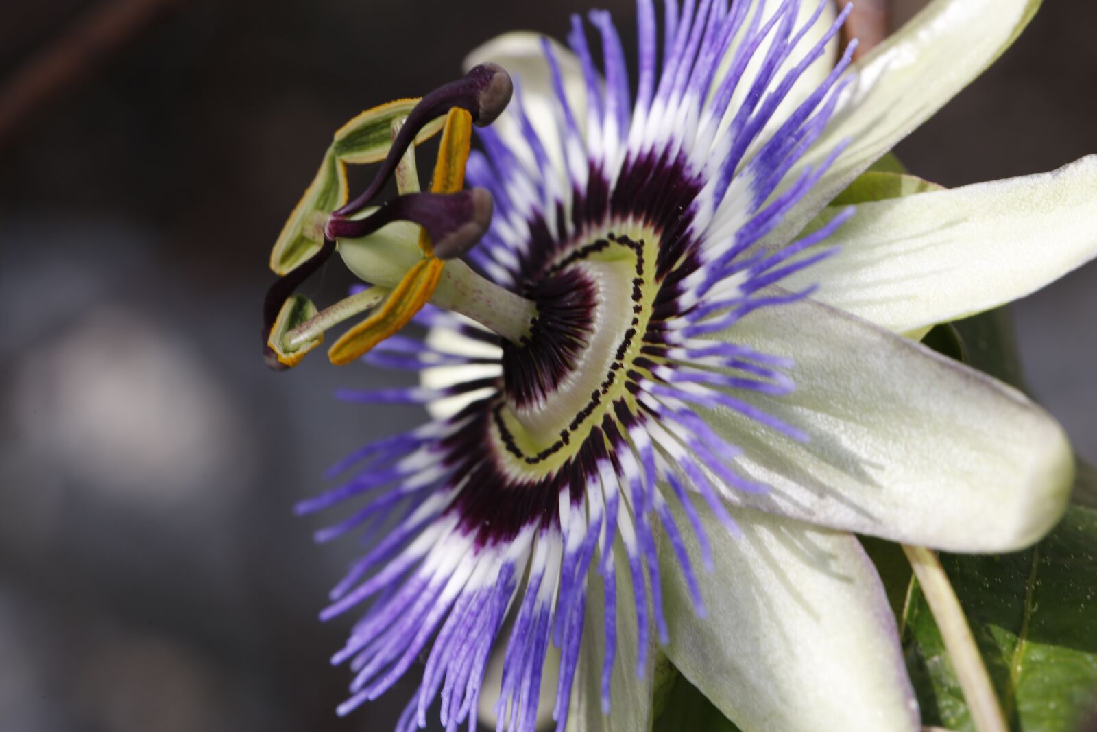 Canon EF 100mm F2.8L Macro IS USM sample photo. Passion flower, blossom, bloom photography