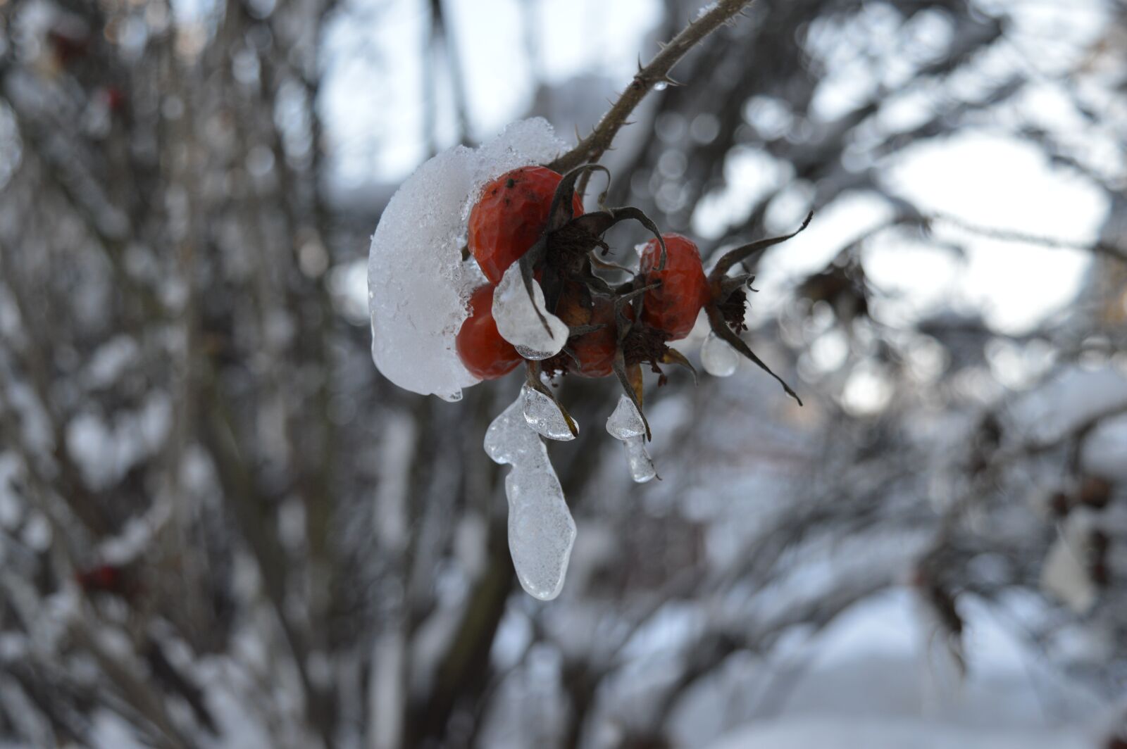 Nikon D3200 sample photo. Winter, rose, bud photography