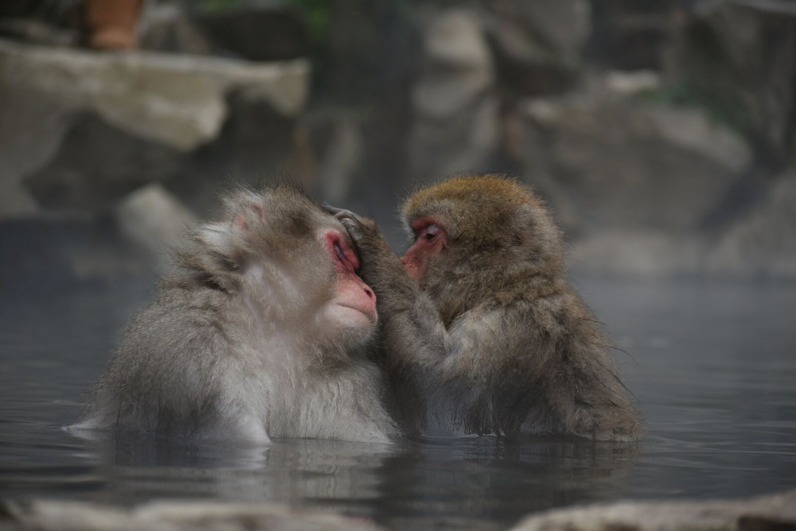 Nikon D7200 sample photo. Animal, monkey, baby japanese photography