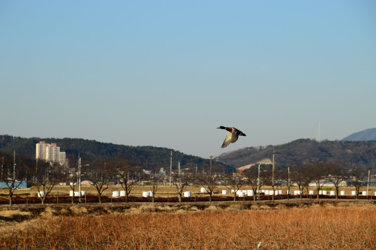 Nikon D3200 sample photo. Migratory birds, mallard duck photography