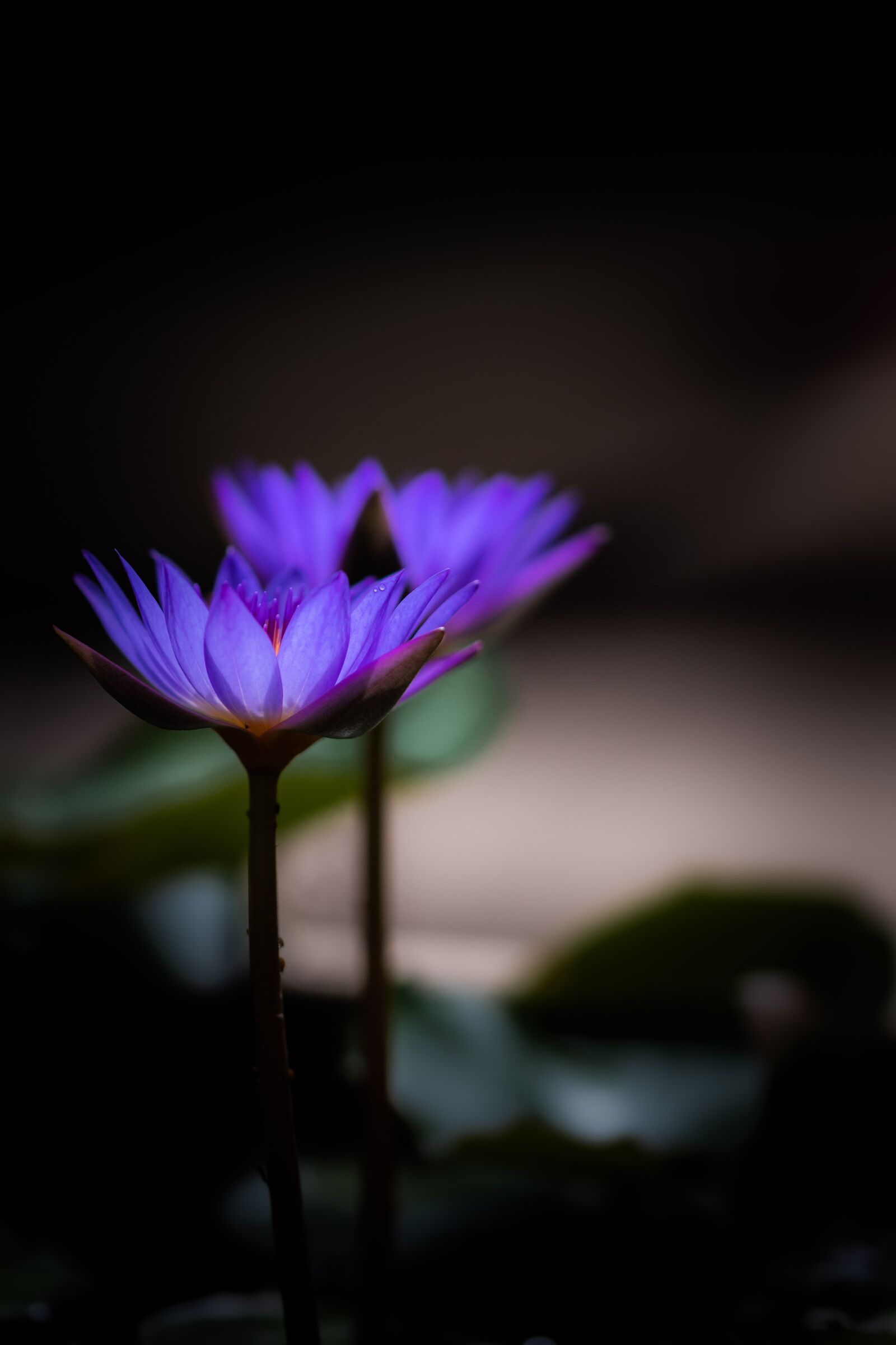 Nikon D500 sample photo. Waterlily, zen, bloom photography