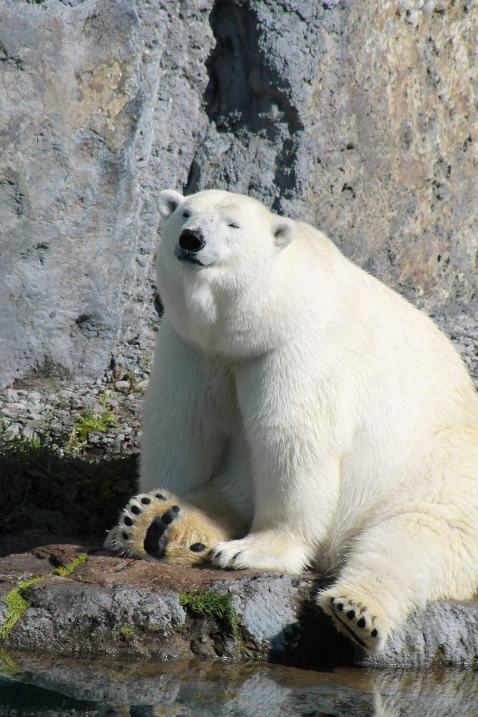 Canon EOS 1100D (EOS Rebel T3 / EOS Kiss X50) sample photo. Bear, polar, bear, white photography