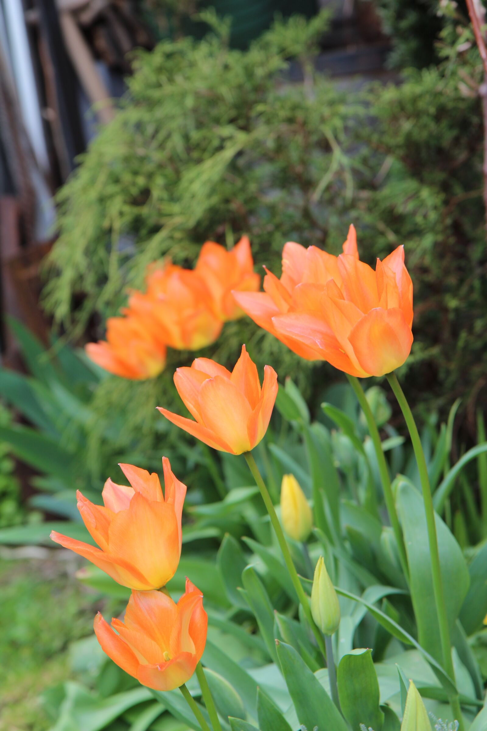 Canon EOS 600D (Rebel EOS T3i / EOS Kiss X5) sample photo. Tulip, tulip orange, tulip photography