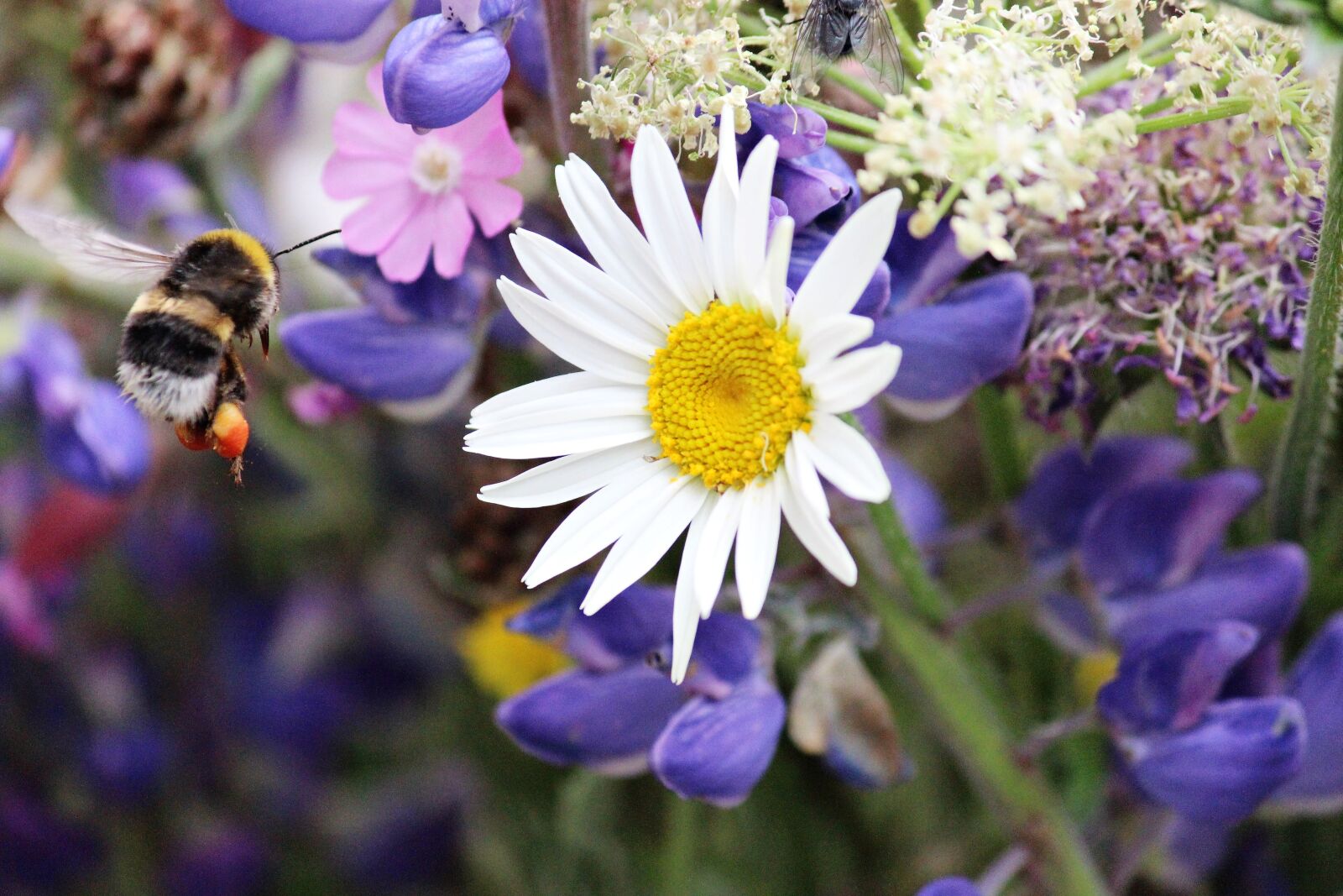Canon EOS 600D (Rebel EOS T3i / EOS Kiss X5) sample photo. Hummel, marguerite, lupine photography