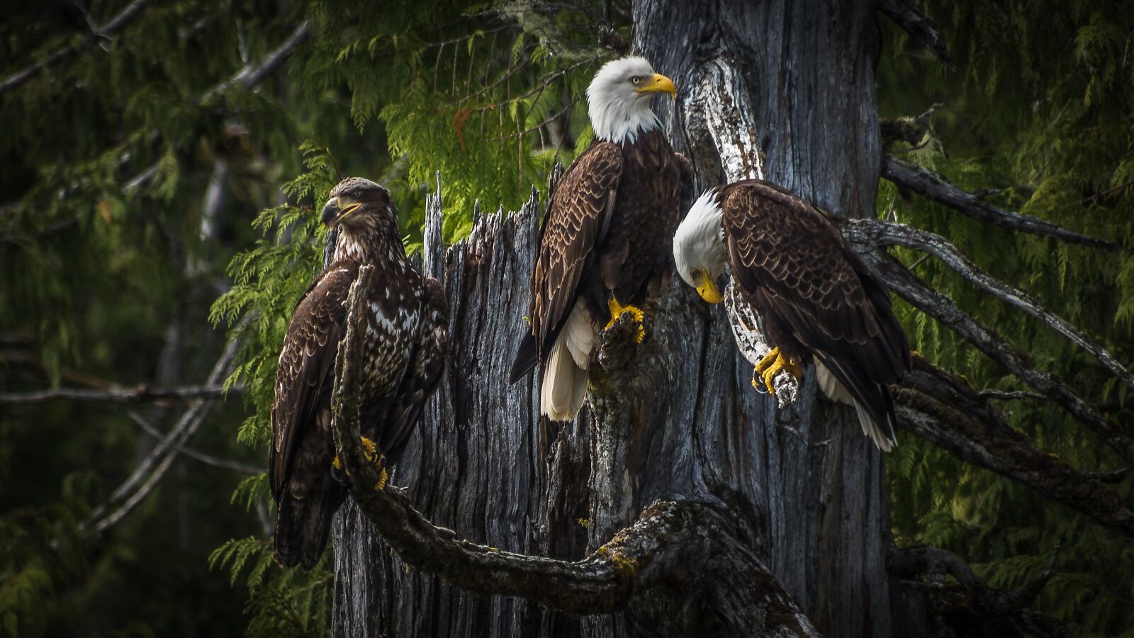 Tamron 16-300mm F3.5-6.3 Di II VC PZD Macro sample photo. Bald eagle, ketchikan, canada photography