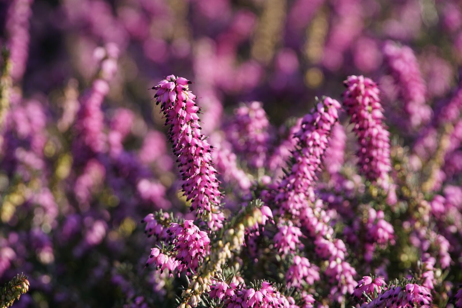 Sony a7R II + Sony E PZ 18-105mm F4 G OSS sample photo. Heather, red, violet photography