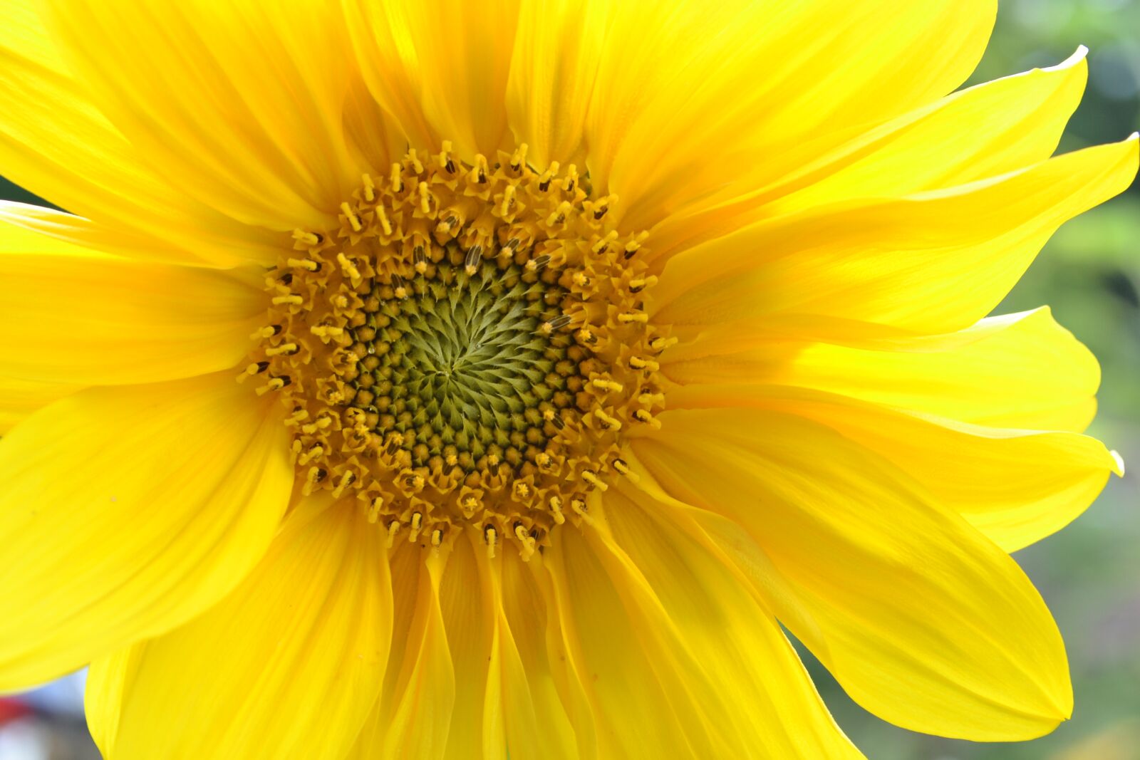 Nikon D3100 sample photo. Sunflower, macro, yellow photography