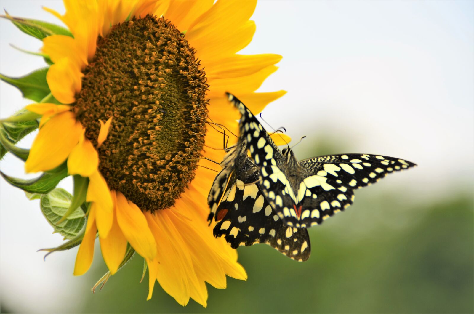 Nikon D5100 sample photo. Nature, butterfly, sunflower photography
